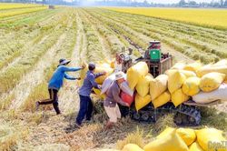 Cà Mau hướng tới 60 chuỗi liên kết thủy sản, mở rộng hơn 54.000 ha lúa liên kết