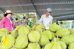 Xuất khẩu rau quả tăng: Cơ hội lớn đi cùng sức ép chuẩn hóa