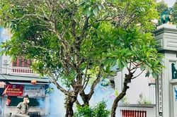 Ph&uacute; Thượng chủ động ph&ograve;ng dịch trong m&ugrave;a mưa