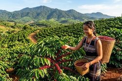 Giá cà phê hôm nay 10.6 tăng trở lại, Tây Nguyên nhích thêm 300-500 đồng/kg