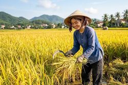 Giá lúa gạo hôm nay 10.6: Lúa thơm giữ giá, xuất khẩu tiếp tục khởi sắc