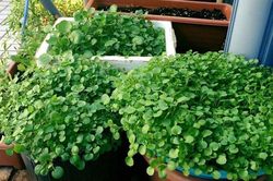 Loại rau tốt cho sức khỏe nhất hóa ra mọc đầy Việt Nam, các nhà khoa học mất 1 thập kỷ nghiên cứu