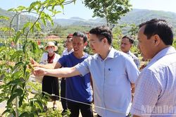Quảng Ngãi: Hằng năm dành tối thiểu 5% vốn chi ngân sách để hỗ trợ doanh nghiệp đầu tư vào nông nghiệp