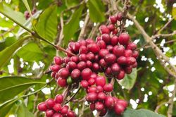 Giá cà phê hôm nay 10-6: Đồng loạt giảm, doanh nghiệp vẫn dè chừng