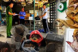 Thực nghiệm điều tra vụ vận chuyển vảy tê tê, động vật hoang dã trái phép tại Đà Nẵng