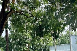 Đồng Tháp: Nông dân 'đổi đời' nhờ xoài hữu cơ và du lịch sinh thái