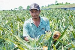Buốt ruột nhìn ruộng dứa chín la liệt, không ai mua