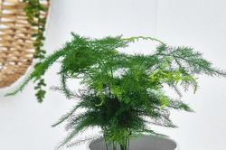 Nắng nóng đỉnh điểm, nhiều gia đình chọn 4 loại cây này để làm dịu phòng khách