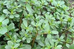 Loại rau dại mọc đầy vườn, người bệnh tiểu đường nên ăn