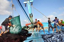 Hiệu quả tín dụng ưu đãi nhìn từ đặc khu Lý Sơn