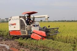 Canh tác lúa phát thải thấp: Mở hướng đi mới cho Đồng bằng sông Hồng