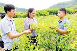 Nghị quyết của Đảng 'bén rễ, xanh cành' trên những cánh rừng Tuấn Đạo