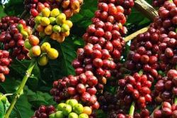 Đảo chiều tăng, giá cà phê nội địa lấy lại mốc 85.500 đồng/kg