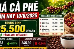 Giá cà phê hôm nay 10/6 bật tăng trở lại, Tây Nguyên thêm 500 đồng/kg