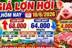Giá lợn hơi hôm nay 10/6: Miền Bắc tiếp tục dẫn đầu cả nước
