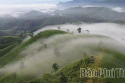 Long Cốc phát triển sản phẩm chè gắn với du lịch xanh