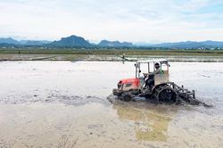 Tập trung sản xuất vụ hè-thu