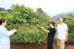 Điểm tựa giúp nông dân vươn lên làm giàu