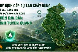 Quy định cấp dự báo cháy rừng và các bảng tra cấp dự báo cháy rừng trên địa bàn tỉnh Tuyên Quang