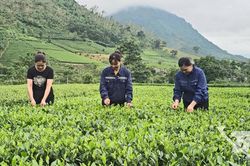 Thái Nguyên trồng mới 325ha chè