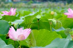 Dịu dàng sắc sen Bách Diệp ở hồ Tây