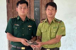 Tiến nhận cá thể Rùa hộp trán vàng