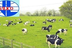 Vilico (VLC) chốt giá chuyển nhượng dự án thịt bò Tam Đảo hơn 1.170 tỷ đồng cho công ty con