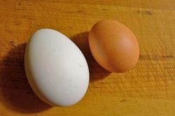 Trứng gà và trứng vịt, loại nào bổ hơn?