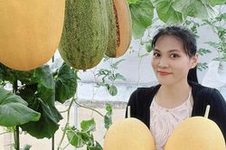 Mẹ đảm ở TP.HCM biến sân thượng 50m² thành 'trang trại dưa': Thu 200-300kg dưa mỗi vụ, có trái nặng hơn 7kg