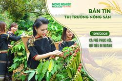 Thị trường nông sản 10/6/2026: Cà phê phục hồi, hồ tiêu đi ngang