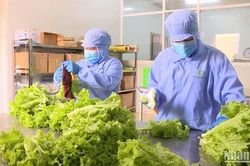 N&ocirc;ng nghiệp hữu cơ - Nền tảng của n&ocirc;ng nghiệp xanh: L&yacute; luận, thực tiễn v&agrave; định hướng ph&aacute;t triển ở Việt Nam