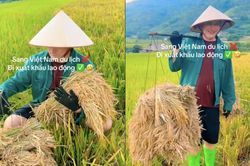 Xem clip khách Tây gánh lúa, dân mạng đùa du lịch mà mệt như xuất khẩu lao động