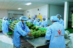 Nâng giá trị trái cây Việt