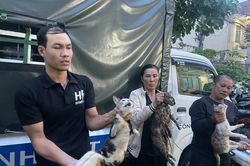 Tạm giữ nhóm người chuyên bẫy bắt, thu gom hơn 500 con mèo liên tỉnh