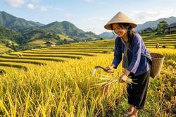 Giá lúa gạo hôm nay 11.6: Lúa Hè Thu giữ giá, xuất khẩu tiếp tục giảm nhẹ