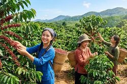 Giá cà phê hôm nay 11.6: giảm mạnh, Tây Nguyên mất thêm 700-800 đồng/kg