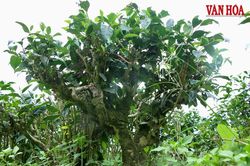 Giữ hồn chè cổ giữa vùng đệ nhất danh trà Thái Nguyên