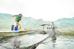 Bảo vệ thủy sản nuôi mùa nắng nóng
