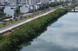 Khánh Hòa: Chi 572 triệu đồng để chặt hàng cây xanh rì dọc sông Quán Trường?