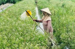 Cần mở hướng trồng lá mùng 5 để tạo sinh kế bền vững