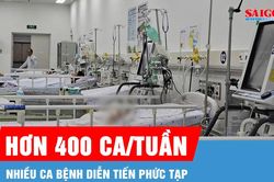 TPHCM ghi nhận hơn 400 ca mắc sốt xuất huyết trong một tuần