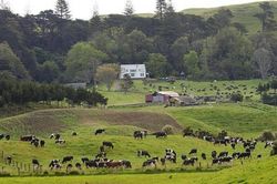 New Zealand kỳ vọng xuất khẩu nông nghiệp đạt mức kỷ lục