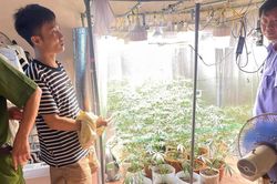 Phát hiện 'vườn' cần sa trong nhà với hệ thống trồng hiện đại ở Hưng Yên