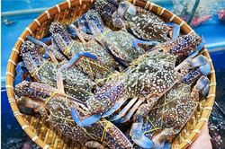 Mỹ ngừng nhập ghẹ từ Philippines, ghẹ Việt đón cơ hội
