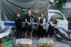 Giải cứu hơn 500 con mèo khỏi đường dây 'miêu tặc'