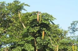Đặc sản Tây Bắc là vị thuốc quý trị dị ứng, viêm da