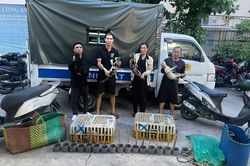 Triệt xóa nhóm đối tượng trộm cắp, thu gom mèo quy mô đặc biệt lớn