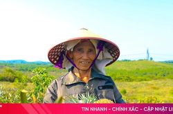 Dứa chín vàng, người dân tất bật vào vụ thu hoạch đầu tiên