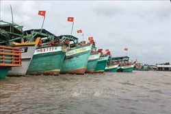 Khắc phục 'thẻ vàng' IUU: Cà Mau kiểm soát hoạt động tàu cá xuất, nhập bến