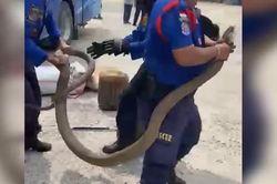 Bắt sống rắn hổ mang chúa khổng lồ dài 3 mét ẩn nấp trong xe khách
